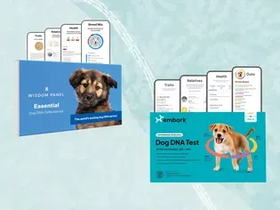 Rarely Discounted Dog DNA Tests On Sale In This Can't-Miss Amazon Prime Day Deal