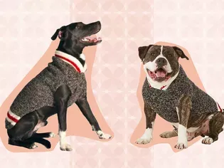 The 7 Best Dog Sweaters of 2024