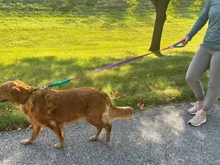 The 13 Best Dog Leashes, Tested With Real Dogs