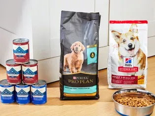 The 20 Best Dog Foods, According to 407 Dogs