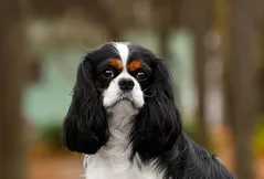 Cavalier King Charles Spaniel