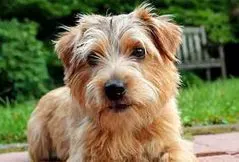 Norfolk Terrier