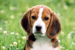 Beagle