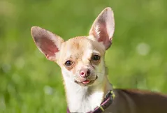 Chihuahua