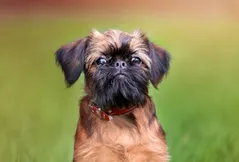 Brussels Griffon