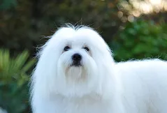 Coton De Tulear