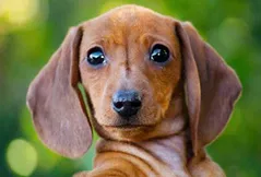 Dachshund