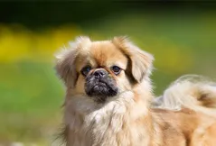 Tibetan Spaniel