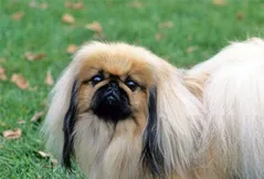 Pekingese