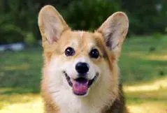 Pembroke Welsh Corgi