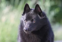 Schipperke