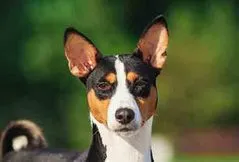 Basenji