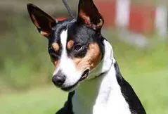 Rat Terrier