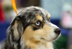 Miniature American Shepherd