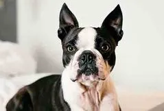 Boston Terrier