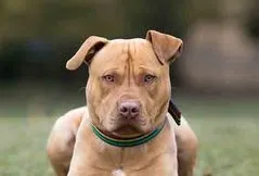 Staffordshire Bull Terrier