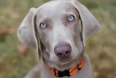 Weimaraner