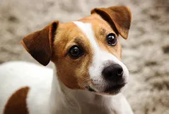 Russell Terrier