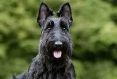 Scottish Terrier