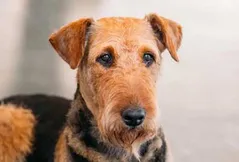 Welsh Terrier