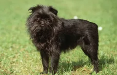 Affenpinscher