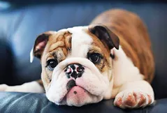 Bulldog