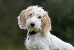 Petit Basset Griffon Vendéen