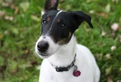 Smooth Fox Terrier