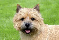 Norwich Terrier