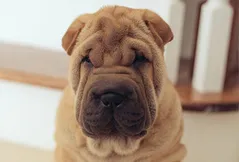 Chinese Shar-Pei