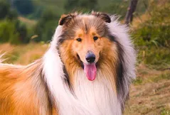 Collie