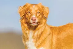 Nova Scotia Duck Tolling Retriever