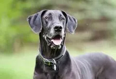 Great Dane