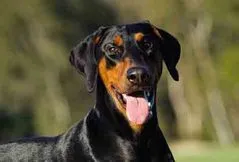 Doberman Pinscher