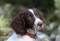 Welsh Springer Spaniel