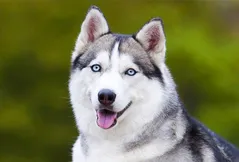 Siberian Husky