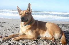 Carolina Dog