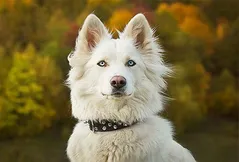 Yakutian Laika