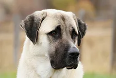 Anatolian Shepherd