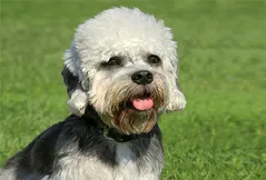 Dandie Dinmont Terrier