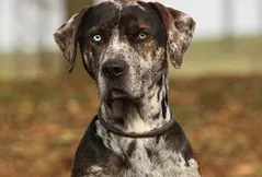 American Leopard Hound