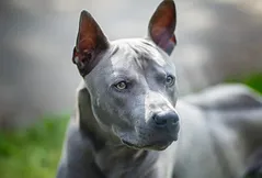 Thai Ridgeback