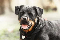 Rottweiler