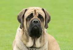 Mastiff