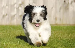 Polish Lowland Sheepdog