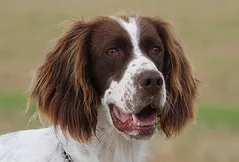 French Spaniel