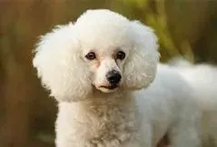 Poodle (Miniature / Standard)