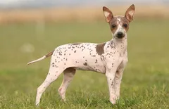 American Hairless Terrier