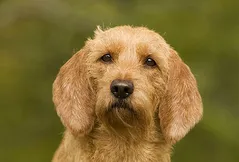 Basset Fauve de Bretagne