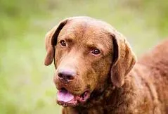 Chesapeake Bay Retriever